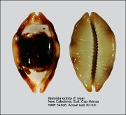 Bistolida stolida (f) niger